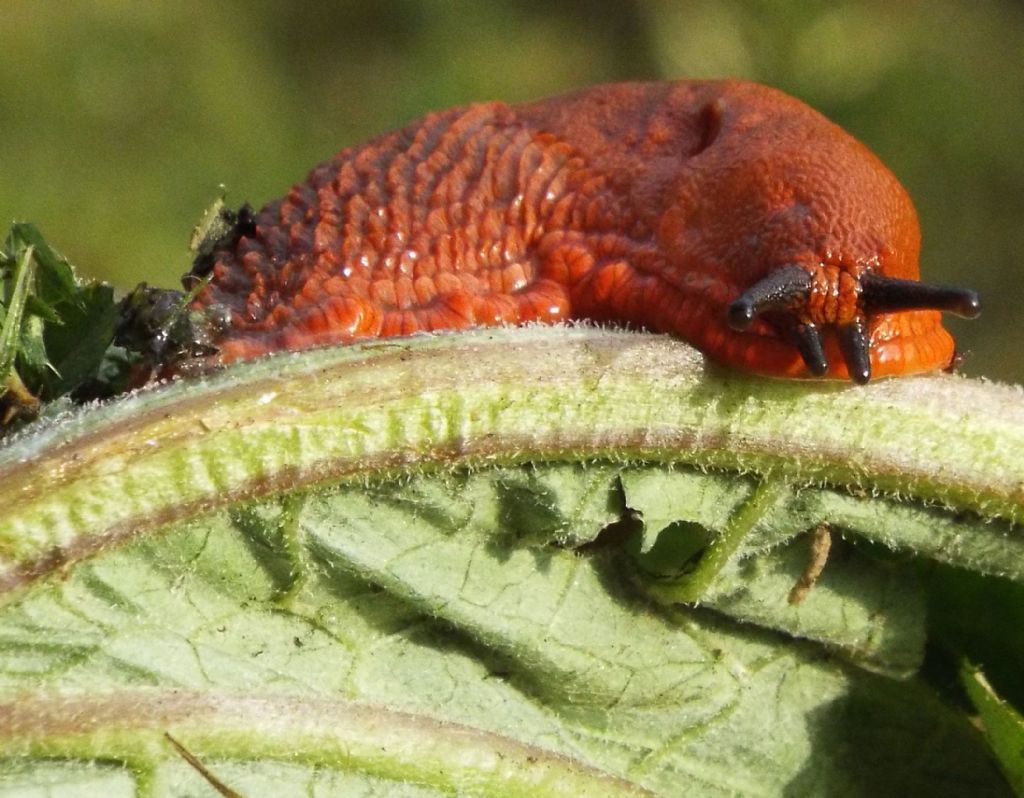 Lumache arancioni:   Arion cfr. vulgaris (Arionidae)